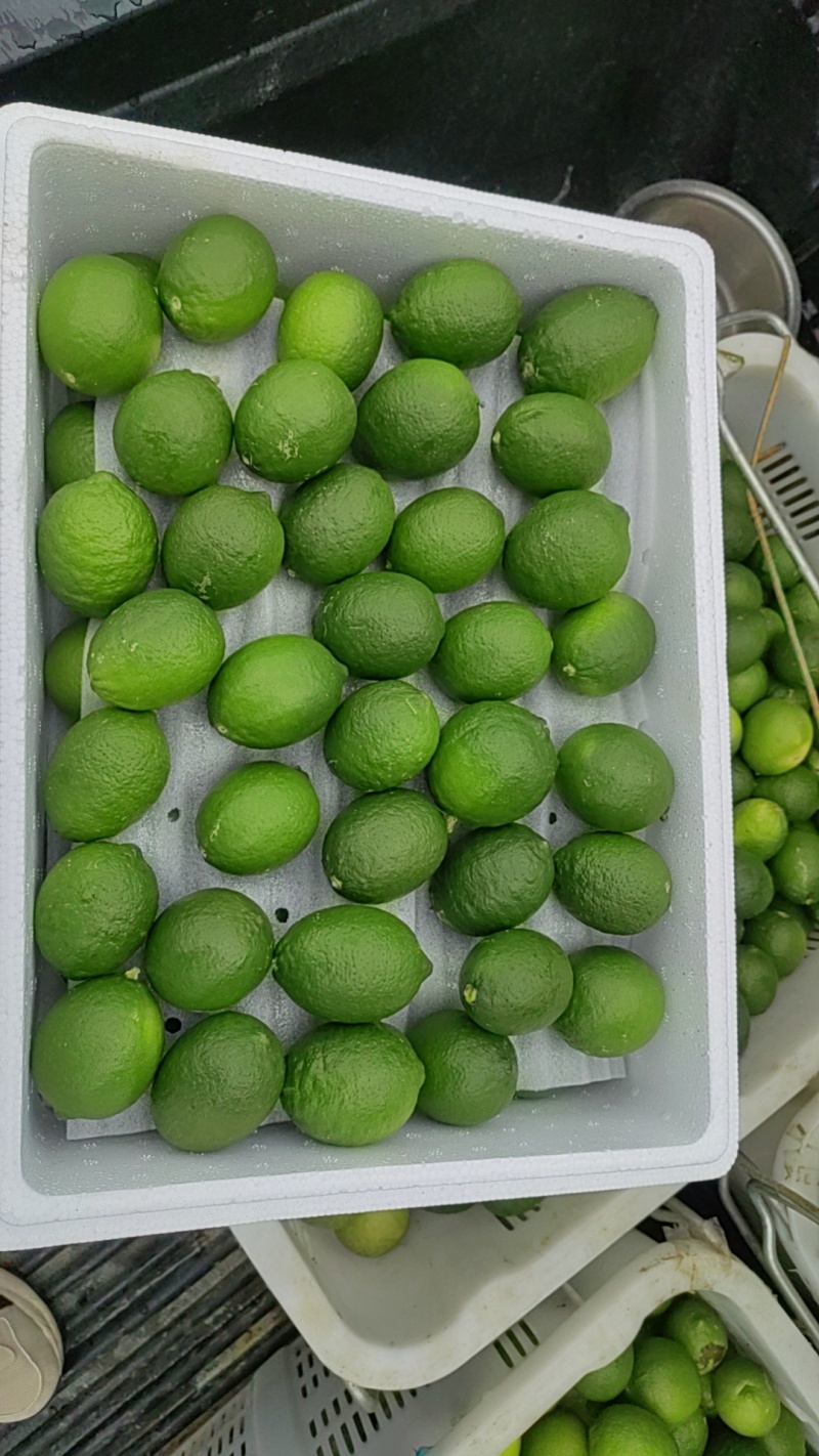 塔希提无籽青柠檬