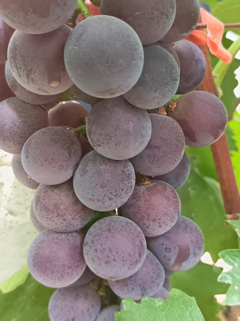 大量供应藤稔葡萄