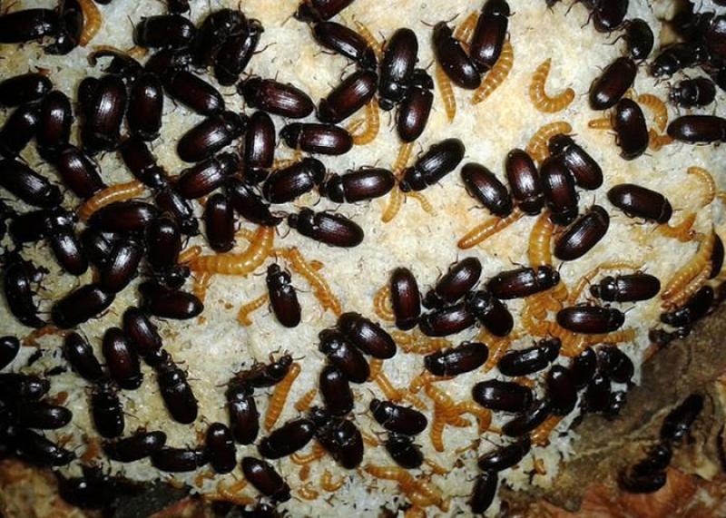 洋虫粉每包200克/400元洋虫粪每包200克/100元