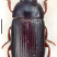 洋虫粉每包200克/400元洋虫粪每包200克/100元