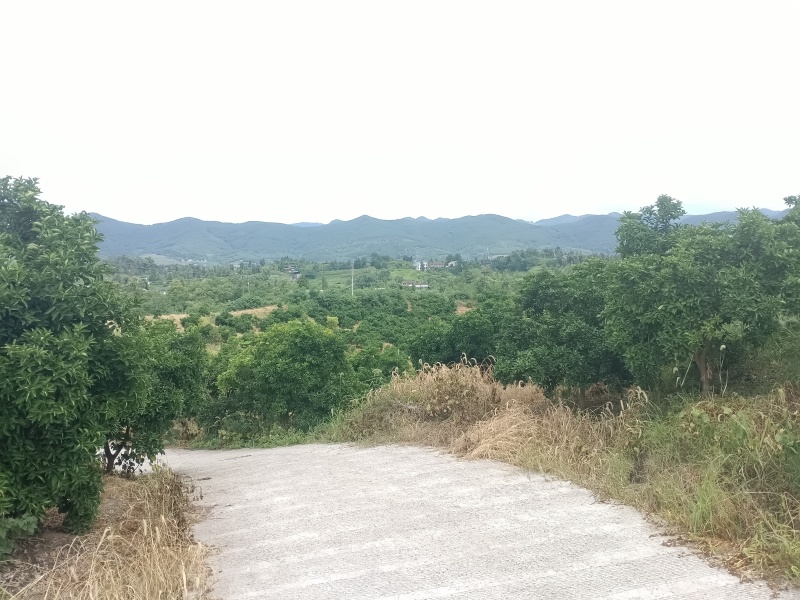 枳壳鲜果