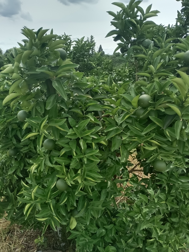 枳壳鲜果