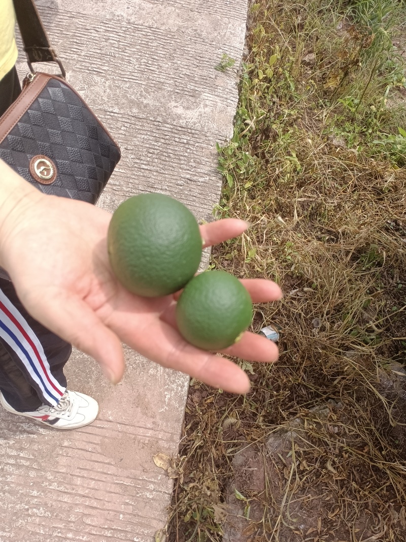 枳壳鲜果