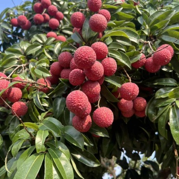 风花荔枝