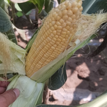 申科甜蜜水果玉米811