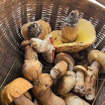 野生菌
