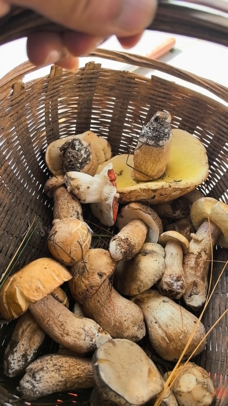 野生菌