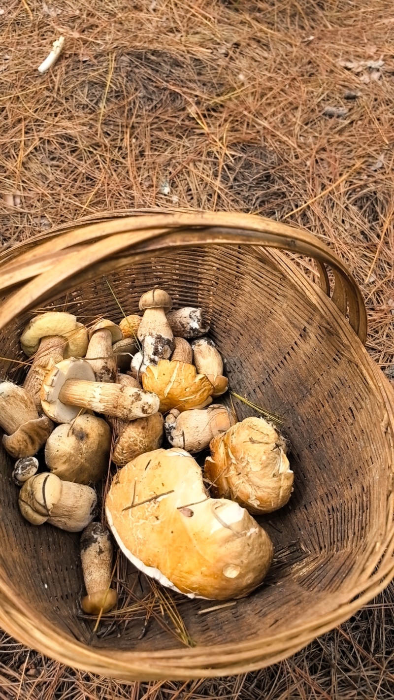 野生菌