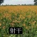 中药材射干苗基地种植现货