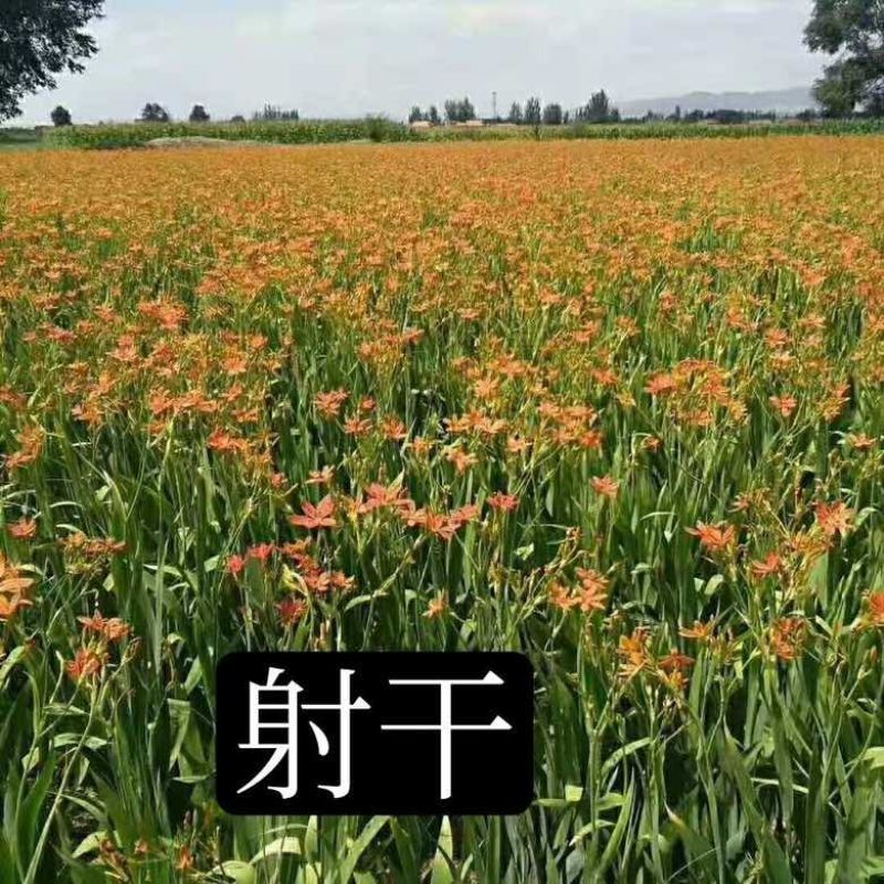 中药材射干苗基地种植现货