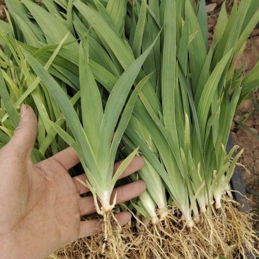 中药材射干苗基地种植现货