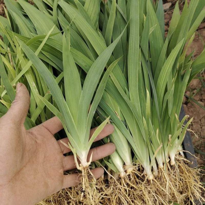 中药材射干苗基地种植现货