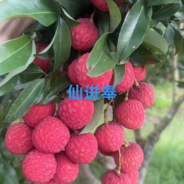 广西灵山荔枝