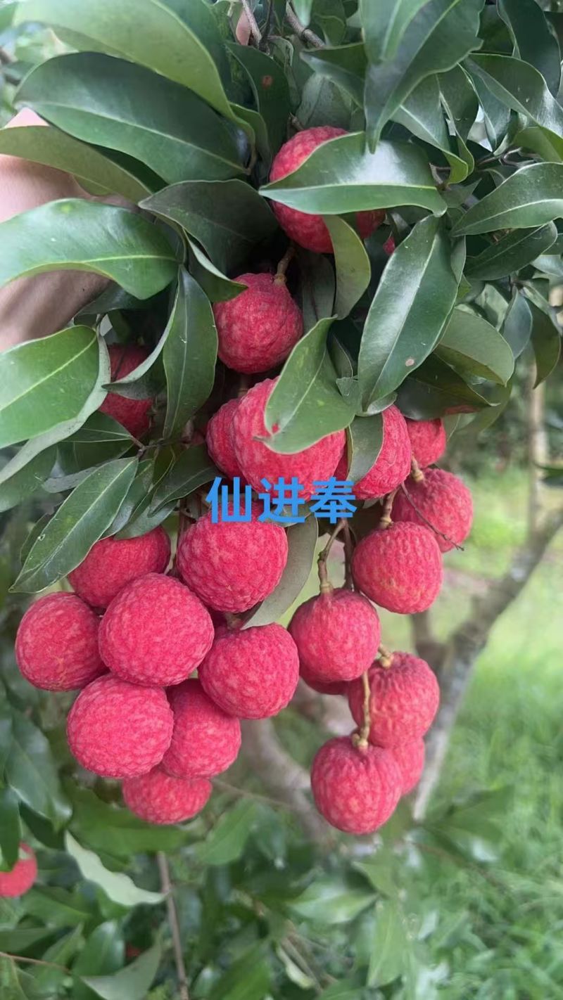 广西灵山荔枝