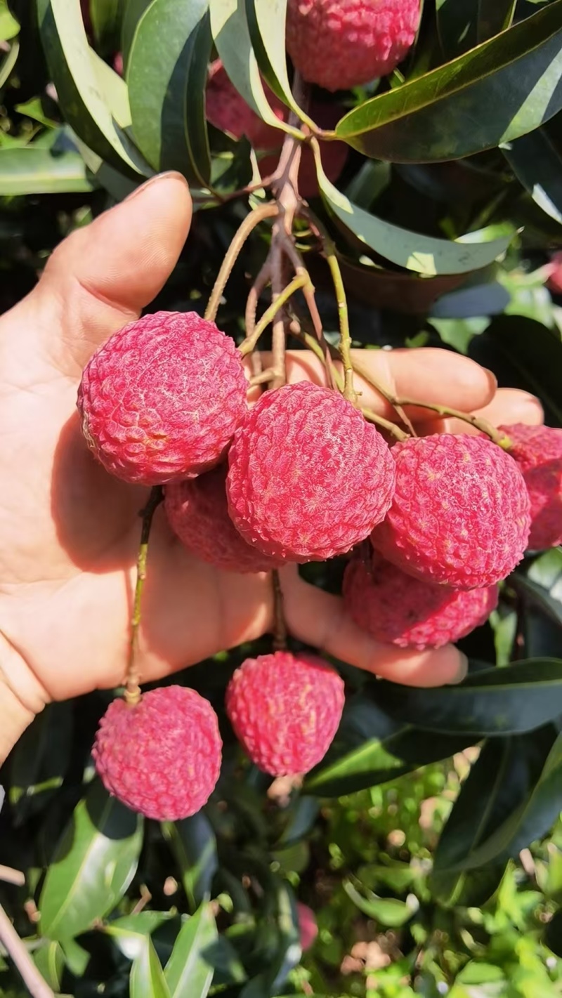 广西灵山荔枝