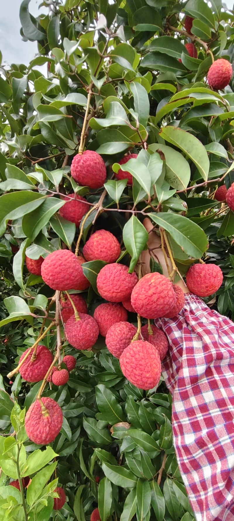 广西灵山荔枝