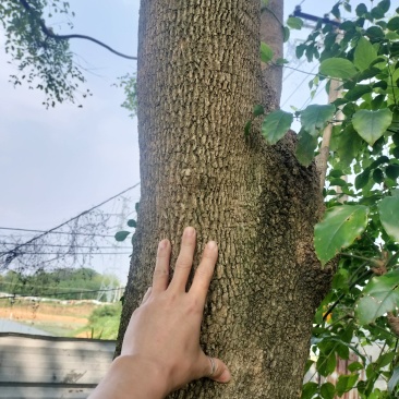 广伞枫广三枫晃三枫幸福树发财树