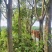 广伞枫广三枫晃三枫幸福树发财树