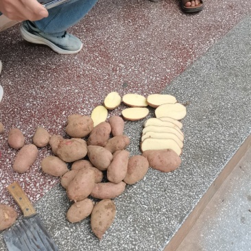 青薯九号