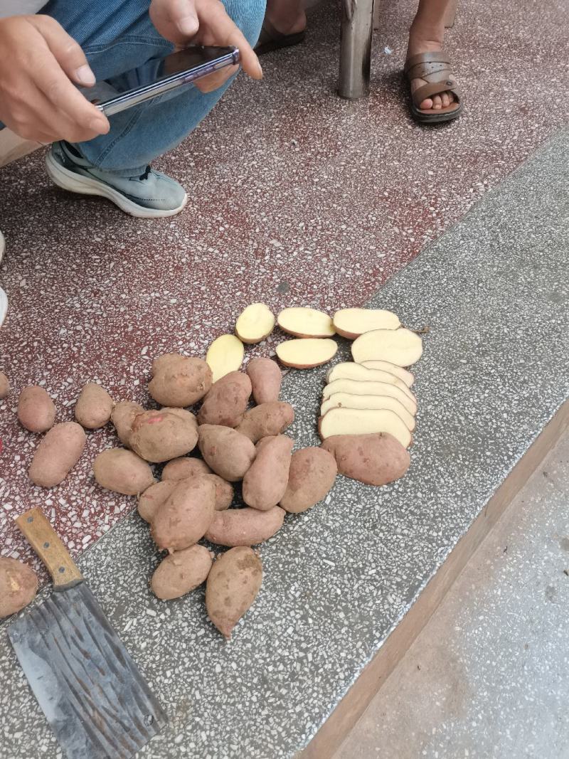 青薯九号