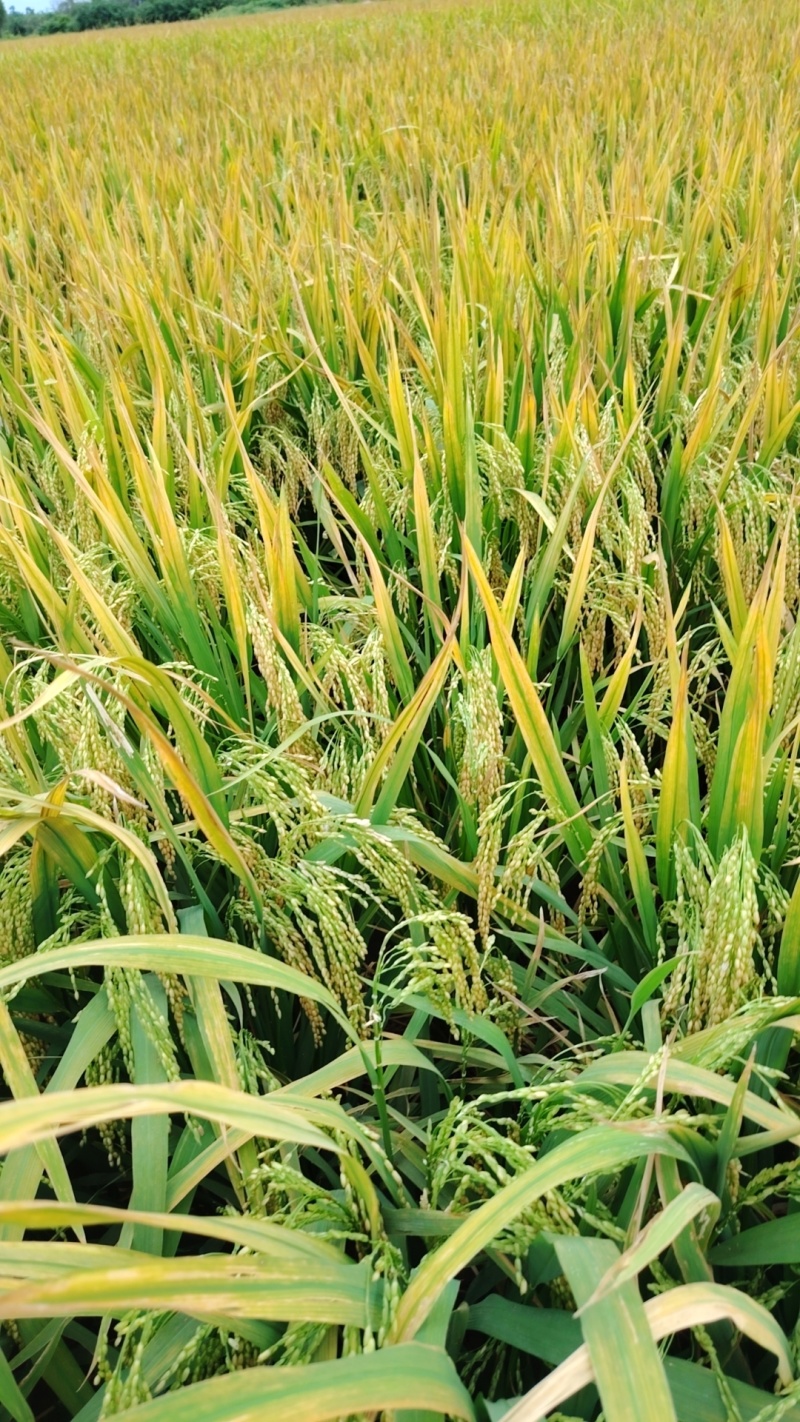 稻谷珍贵湿稻谷