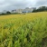 稻谷珍贵湿稻谷