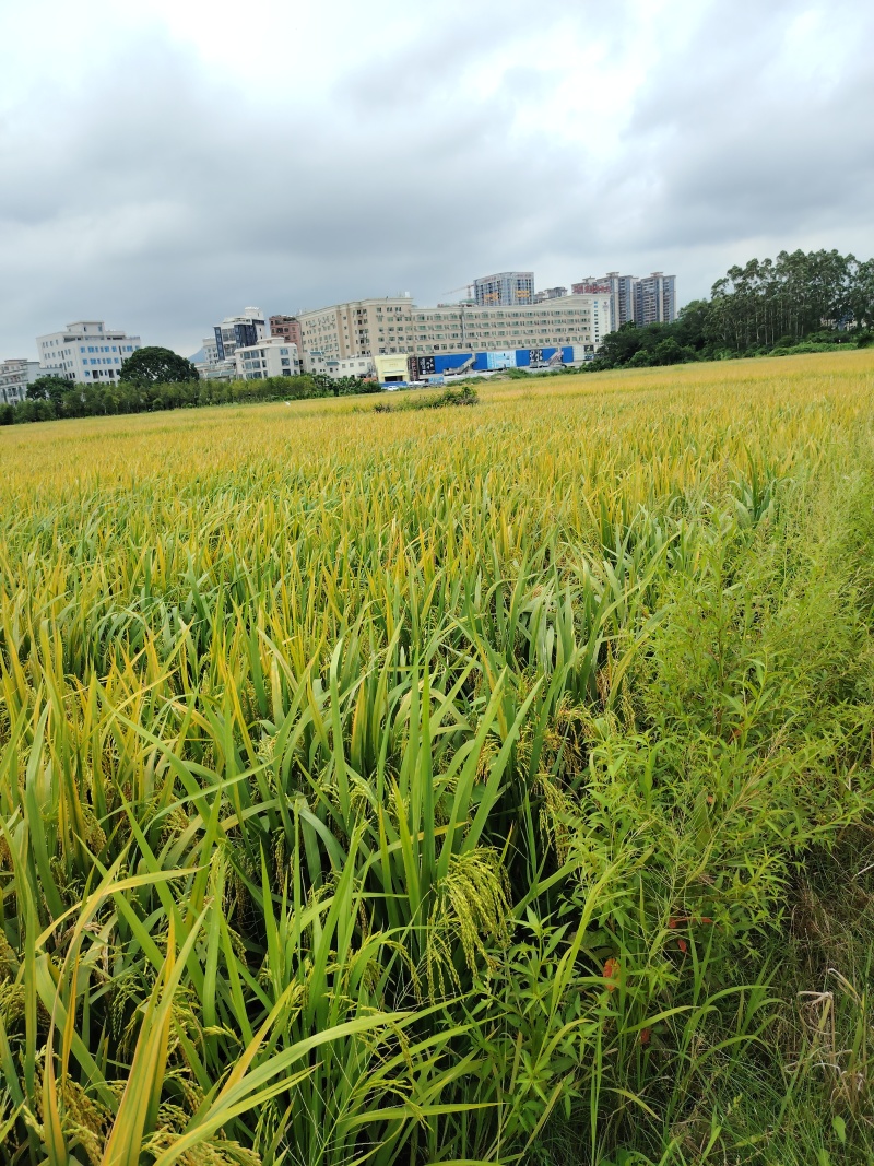 稻谷珍贵湿稻谷
