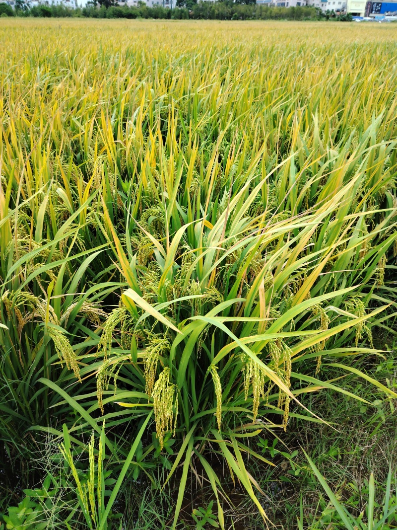 稻谷珍贵湿稻谷