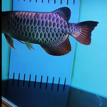 观赏鱼