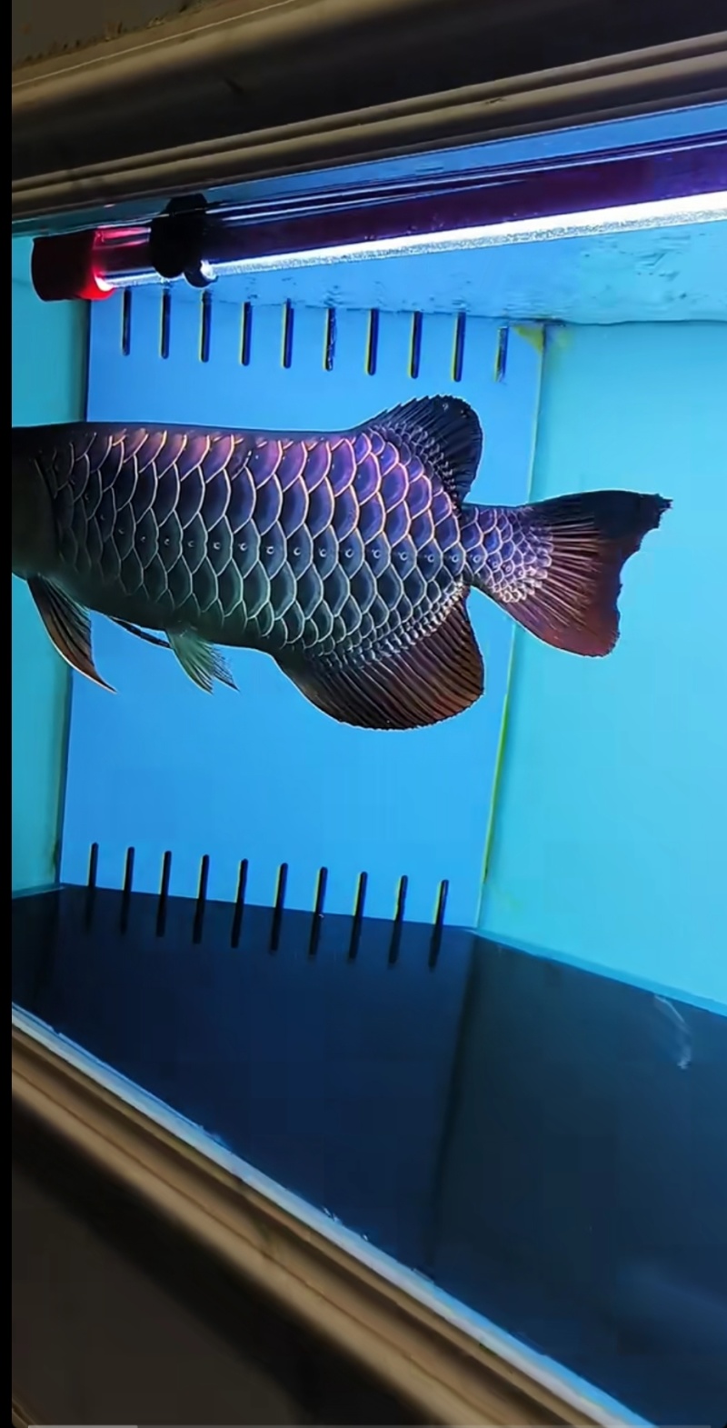 观赏鱼