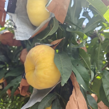 毛蟠11