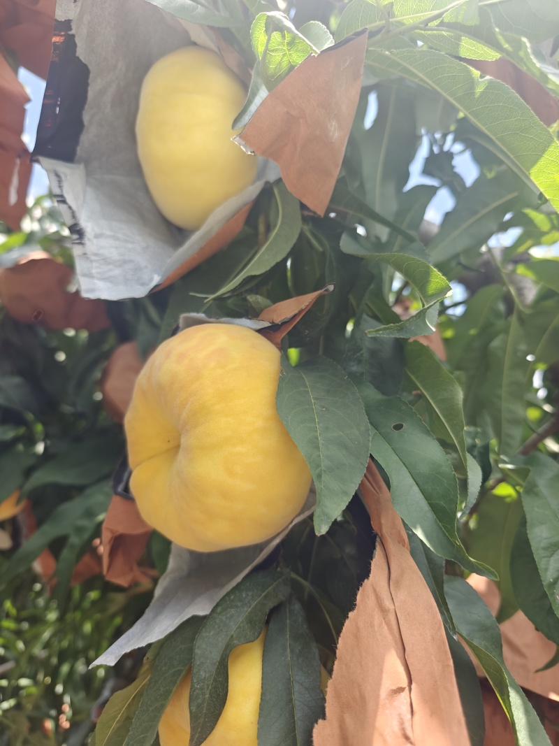 毛蟠11