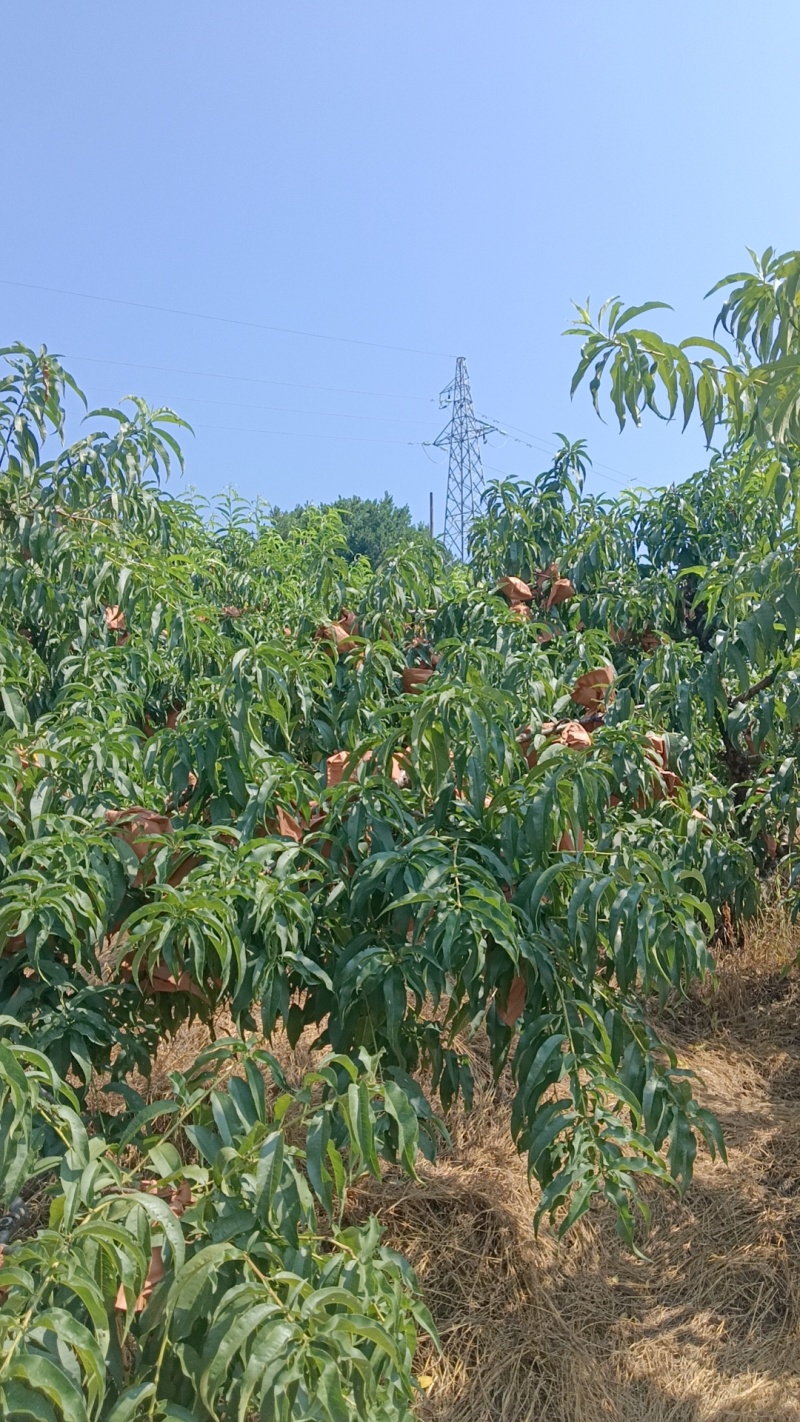 鹰嘴桃