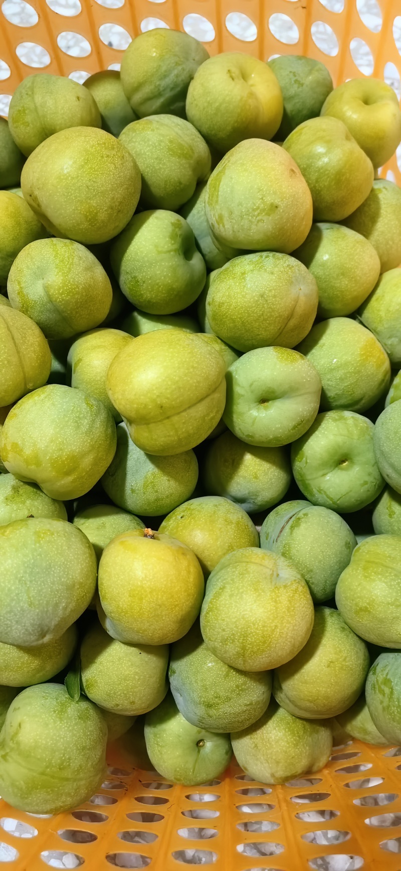 巫山脆李，个大味甜，今年两万斤，明年预计6-8万斤