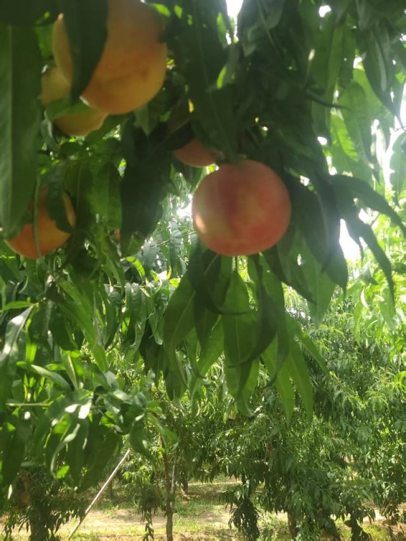 山西运城红不软