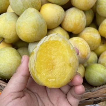 高山黄金奈李套带