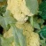 花菜、四季豆、玉米