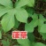 拉拉秧叶子，拉拉秧茎
