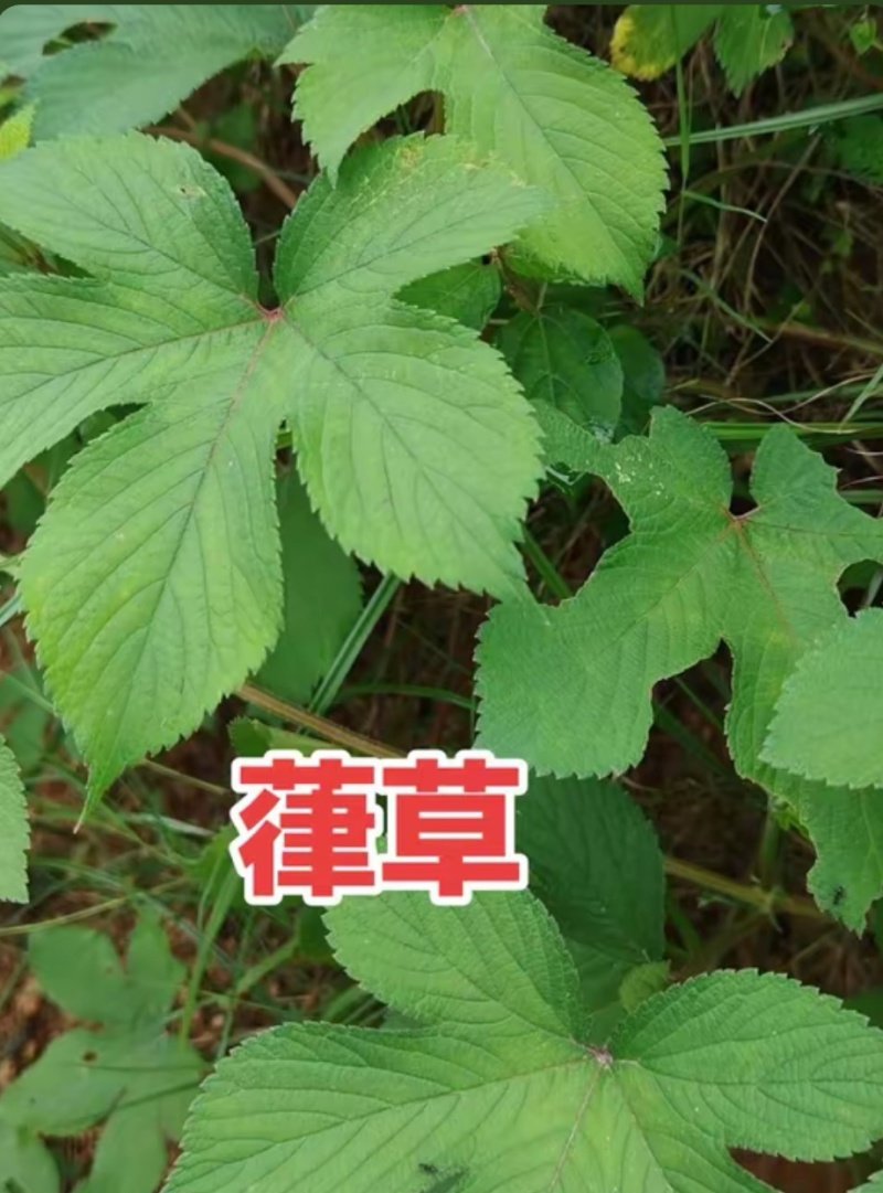 拉拉秧叶子，拉拉秧茎