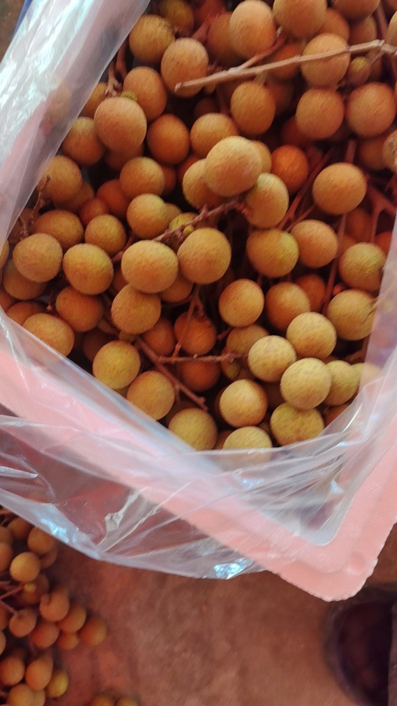 广东精品石峡龙眼产地直发一手货源质量保证全国发货