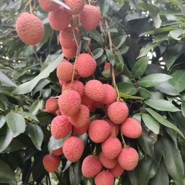 荔枝