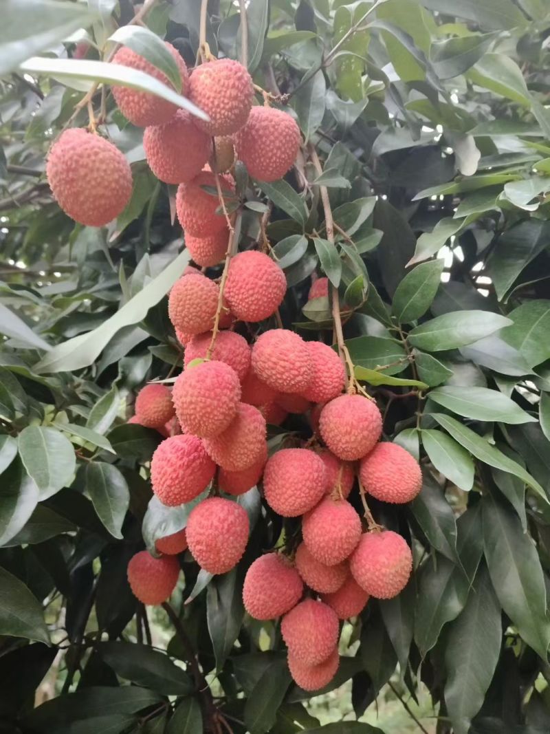 荔枝