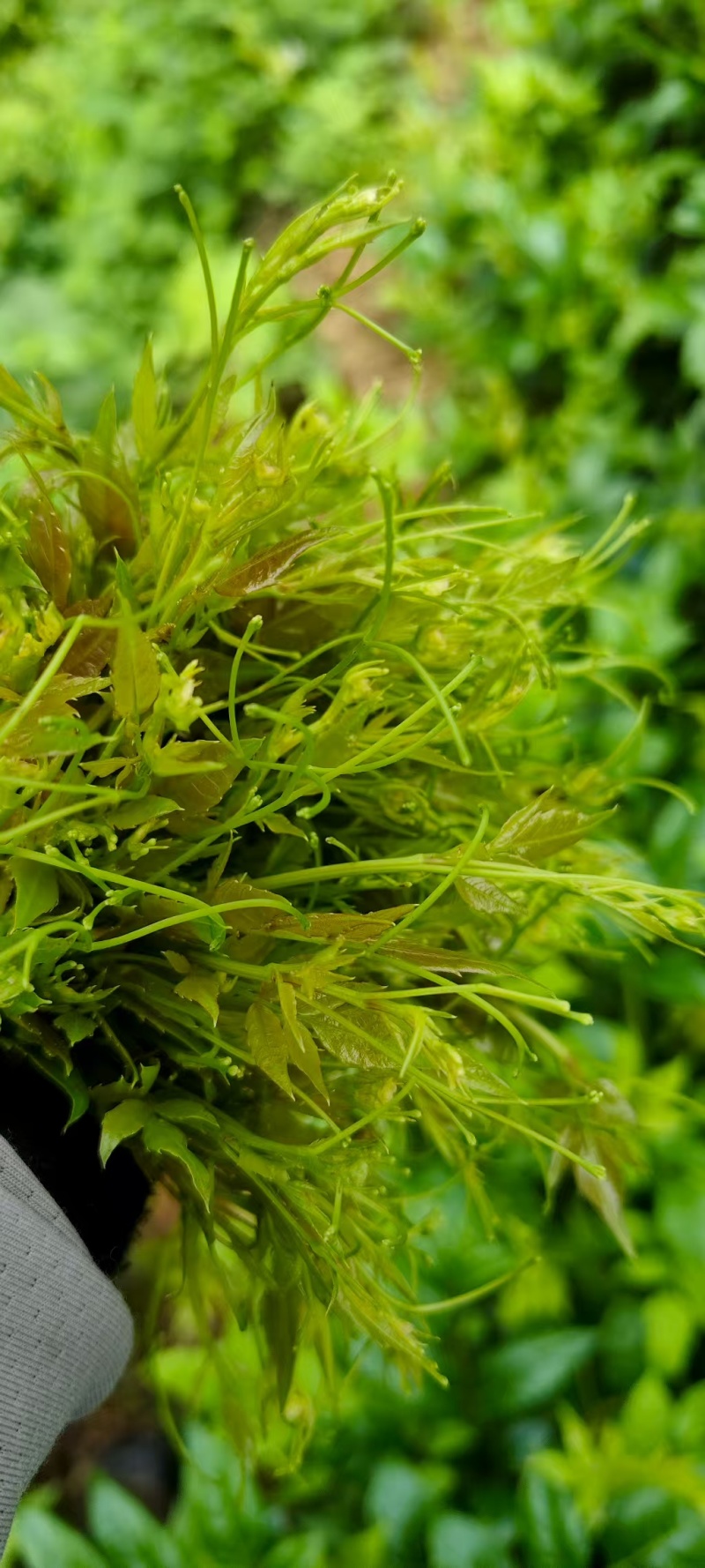 土家高山莓茶，口感回甘，