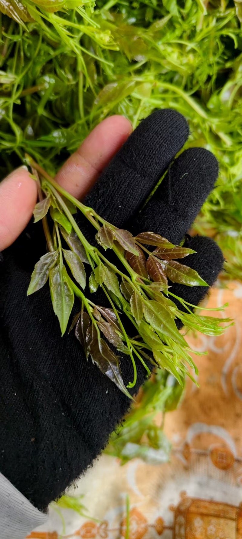 土家高山莓茶，口感回甘，