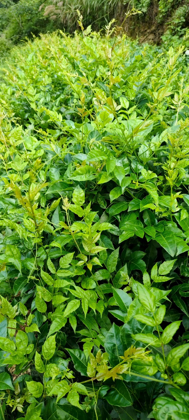 土家高山莓茶，口感回甘，