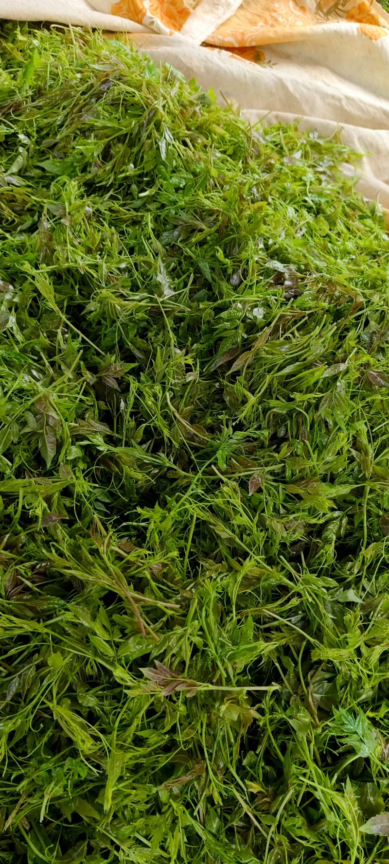 土家高山莓茶，口感回甘，