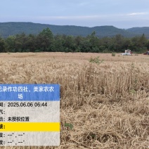 小麦