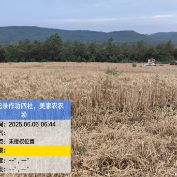 小麦