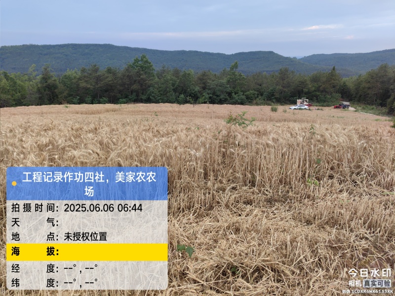 小麦