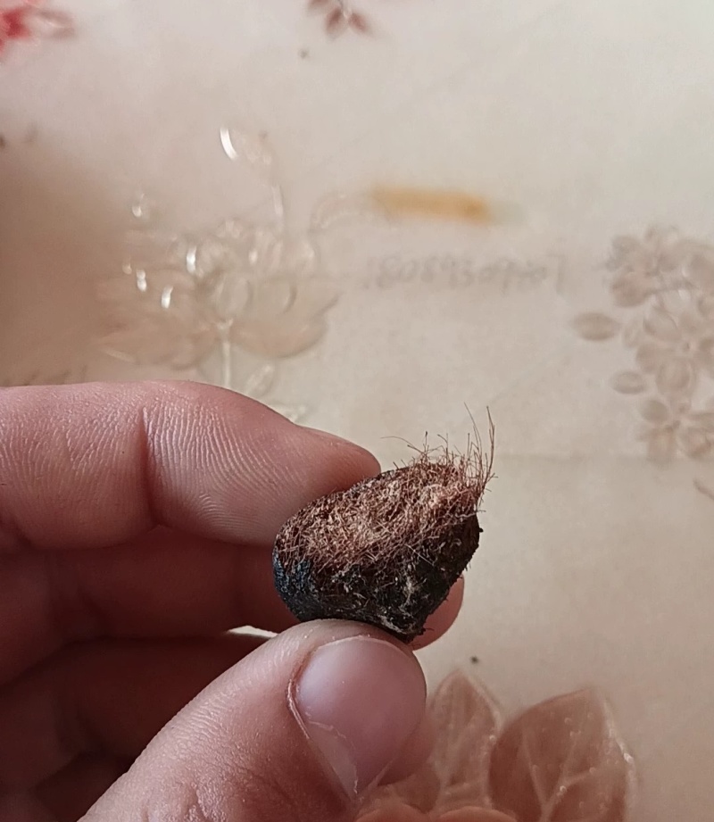 羊宝，中药材，有懂的来
